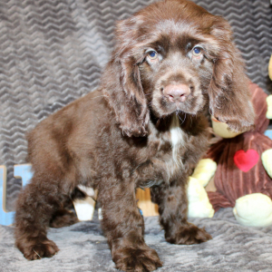 Cocker Spaniel Puppy Seven