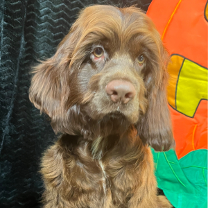 Cocker Spaniel Puppy Seven