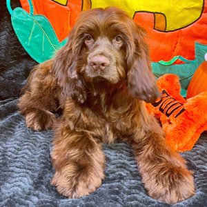 Cocker Spaniel Puppy Seven