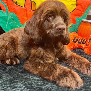 Cocker Spaniel Puppy Seven