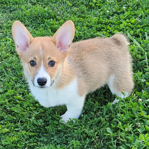 Pembroke Welsh Corgi Puppy Raya