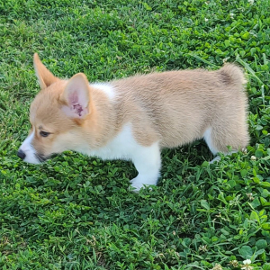 Pembroke Welsh Corgi Puppy Raya