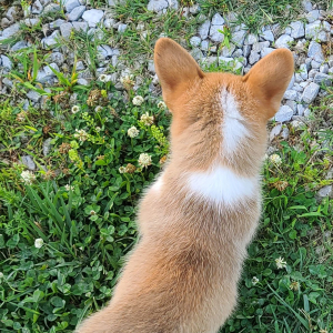 Pembroke Welsh Corgi Puppy Raya