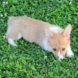 Pembroke Welsh Corgi Puppy Raya