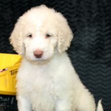 Goldendoodle Puppy Dane
