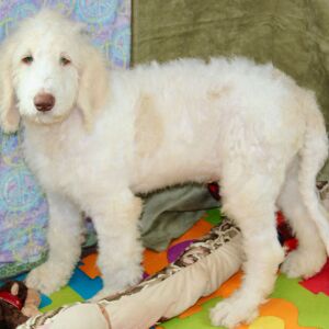 Goldendoodle Puppy Dane