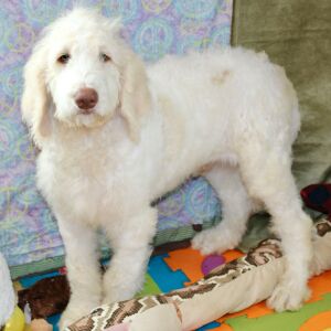 Goldendoodle Puppy Dane