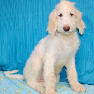 Goldendoodle Puppy Dane