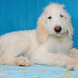 Goldendoodle Puppy Dane
