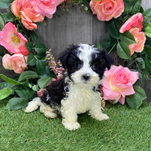 Havanese Puppy Lane