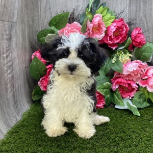 Havanese Puppy Lane