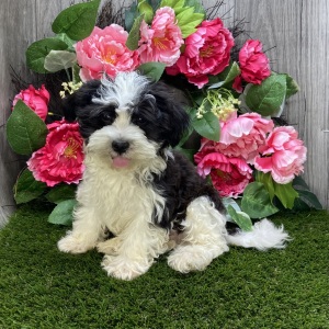 Havanese Puppy Lane
