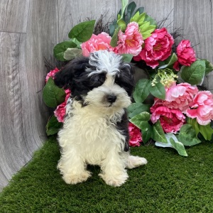 Havanese Puppy Lane