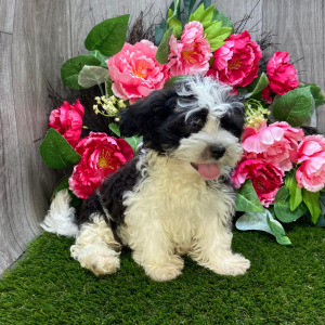 Havanese Puppy Lane