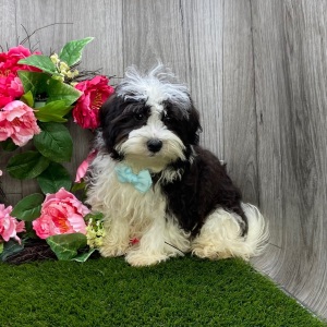 Havanese Puppy Lane
