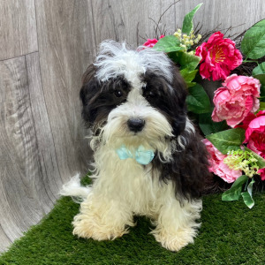 Havanese Puppy Lane