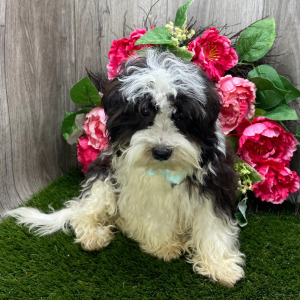 Havanese Puppy Lane