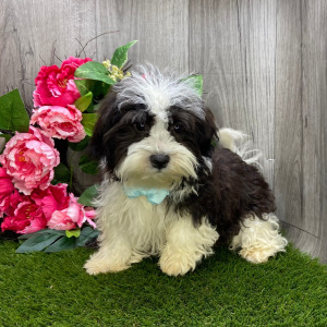 Havanese Puppy Lane