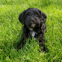 Cavapoo Puppy Moose