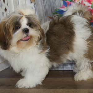 Shih Tzu Puppy Wally