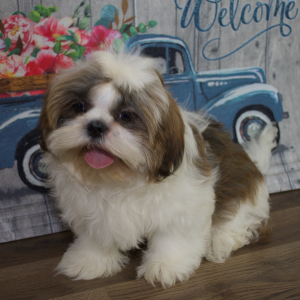 Shih Tzu Puppy Wally