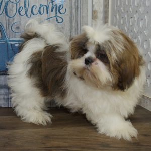 Shih Tzu Puppy Wally