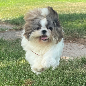 Shih Tzu Puppy Wally
