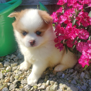 Pomsky Puppy Elsa