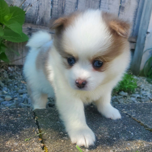 Pomsky Puppy Elsa