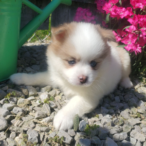 Pomsky Puppy Elsa