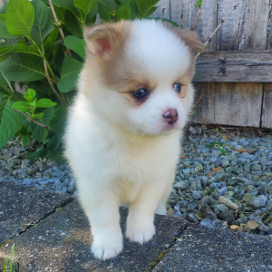 Pomsky Puppy Elsa