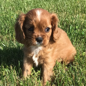 Cavalier King Charles Spaniel Puppy Holly