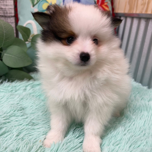 Pomeranian Puppy Zac
