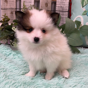 Pomeranian Puppy Zac
