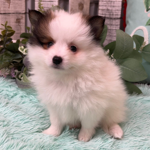 Pomeranian Puppy Zac