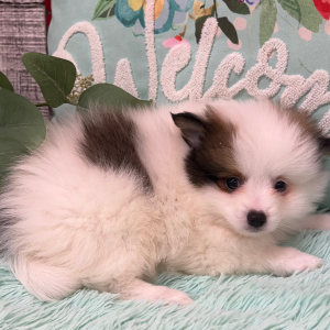 Pomeranian Puppy Zac