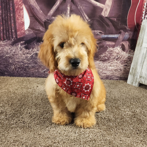 Goldendoodle Puppy Fenton
