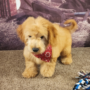 Goldendoodle Puppy Fenton