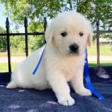 Golden Retriever Puppy Polar
