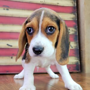 Beagle Puppy Scout