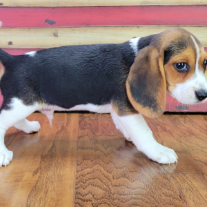 Beagle Puppy Scout