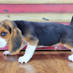 Beagle Puppy Scout