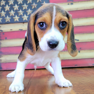 Beagle Puppy Scout