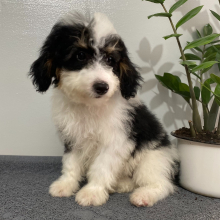 Bernedoodle Puppy Troy