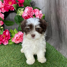 Havanese Puppy Ella