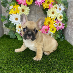 French Bulldog Puppy Abby
