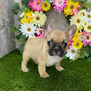 French Bulldog Puppy Abby