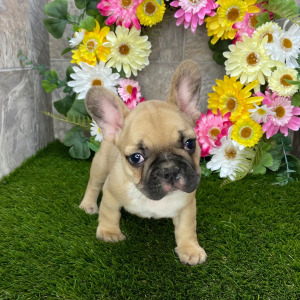 French Bulldog Puppy Abby