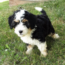 Bernedoodle Puppy Sweetie