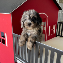Poodle Puppy Susie